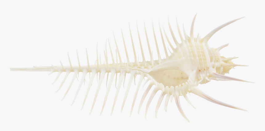 Venus Comb 5-7 - Seahorse, HD Png Download