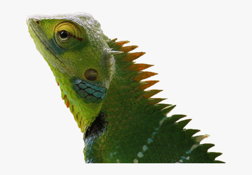 Chameleon Brick Tinting Masot - Wallpaper, HD Png Download