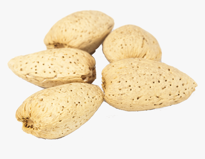Almonds Png Free Commercial Use Image - Marine Invertebrates, Transparent Png