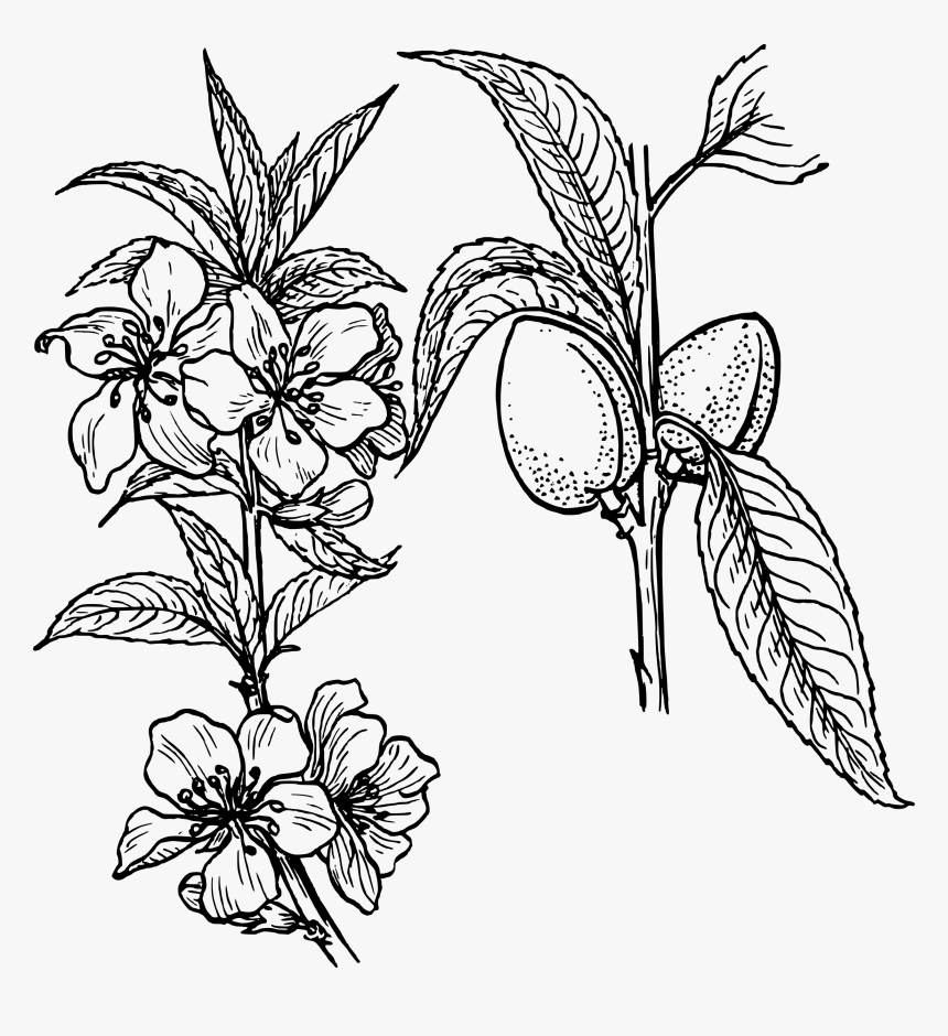 Almond Plant Clip Arts - Plant Clip Art, HD Png Download