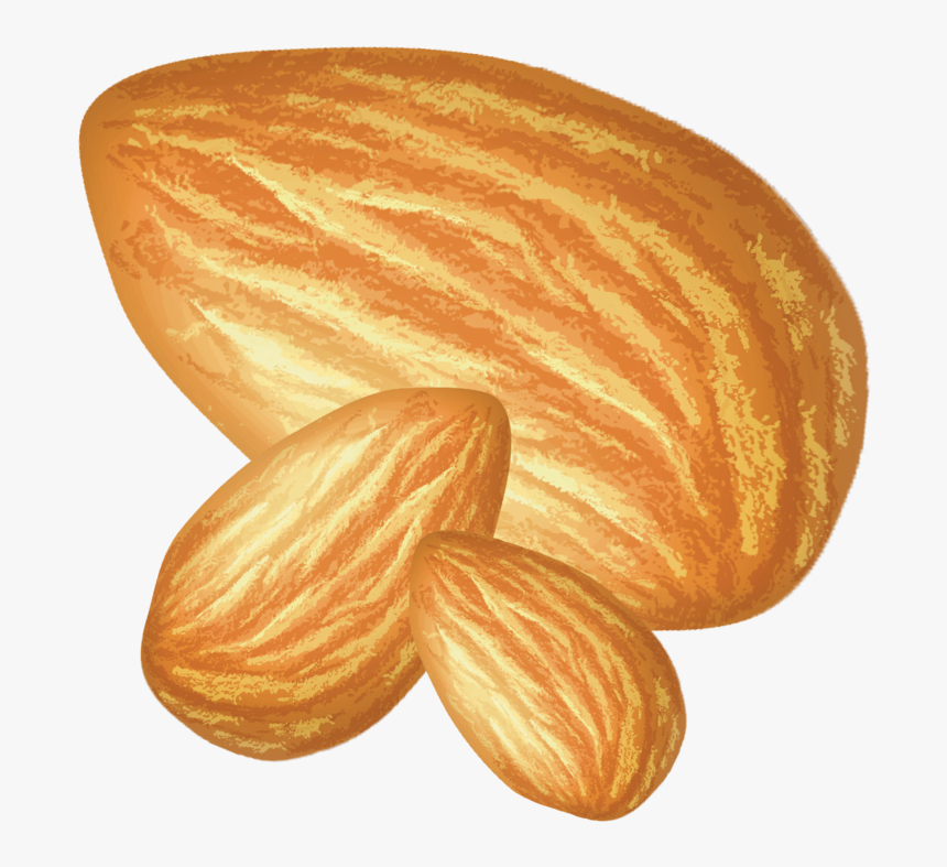 Almond, HD Png Download