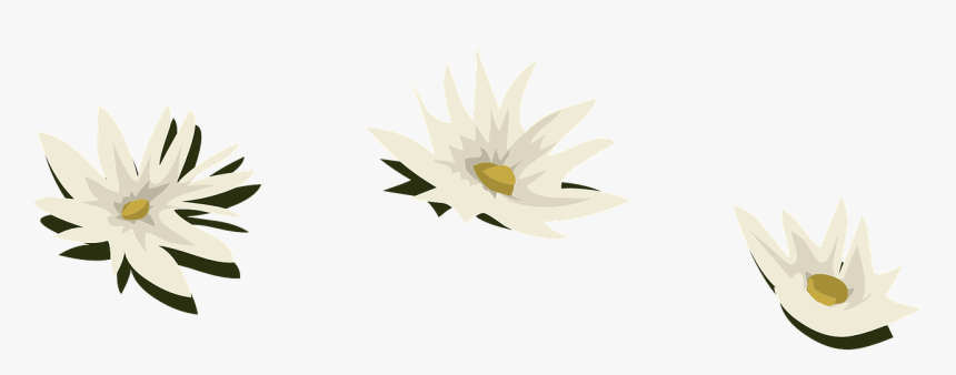 Camomile, HD Png Download