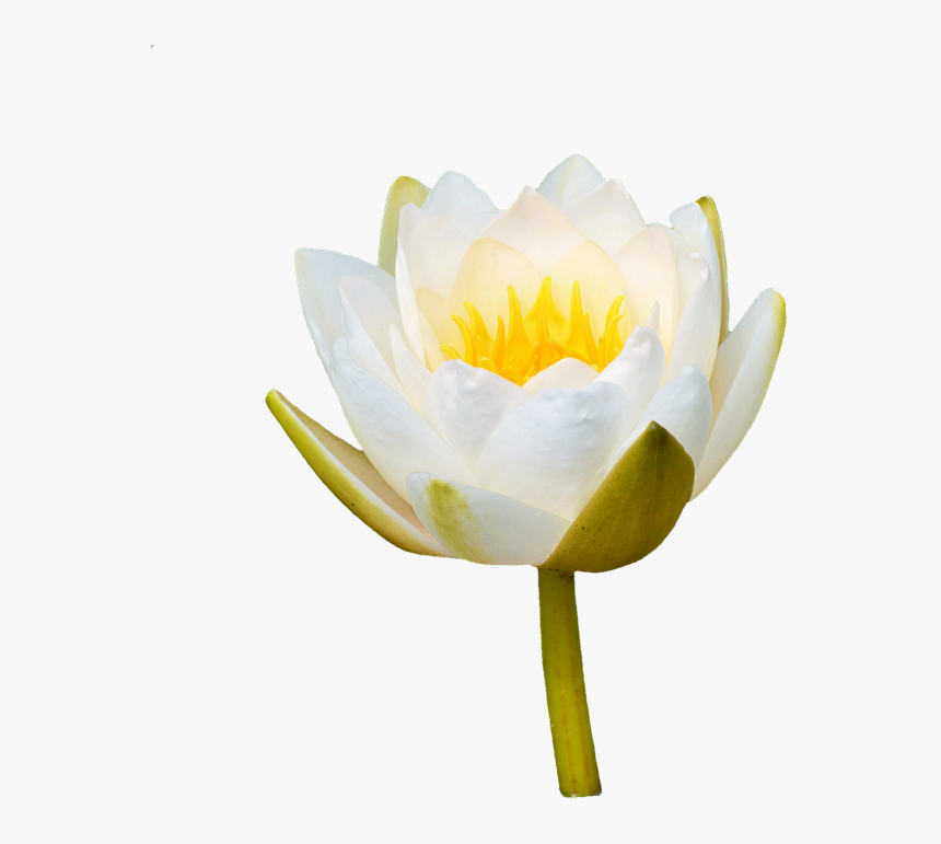 Water Lily, Rose, Flower, Water Rose, Nuphar Lutea - White Water Lily Bud Png, Transparent Png
