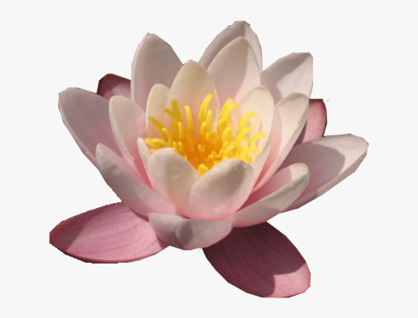 Lily Transparent Waterlily - Water Lily, HD Png Download