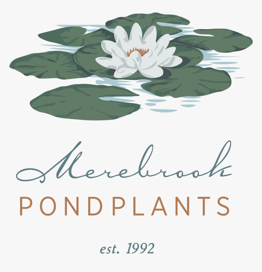 Sacred Lotus, HD Png Download