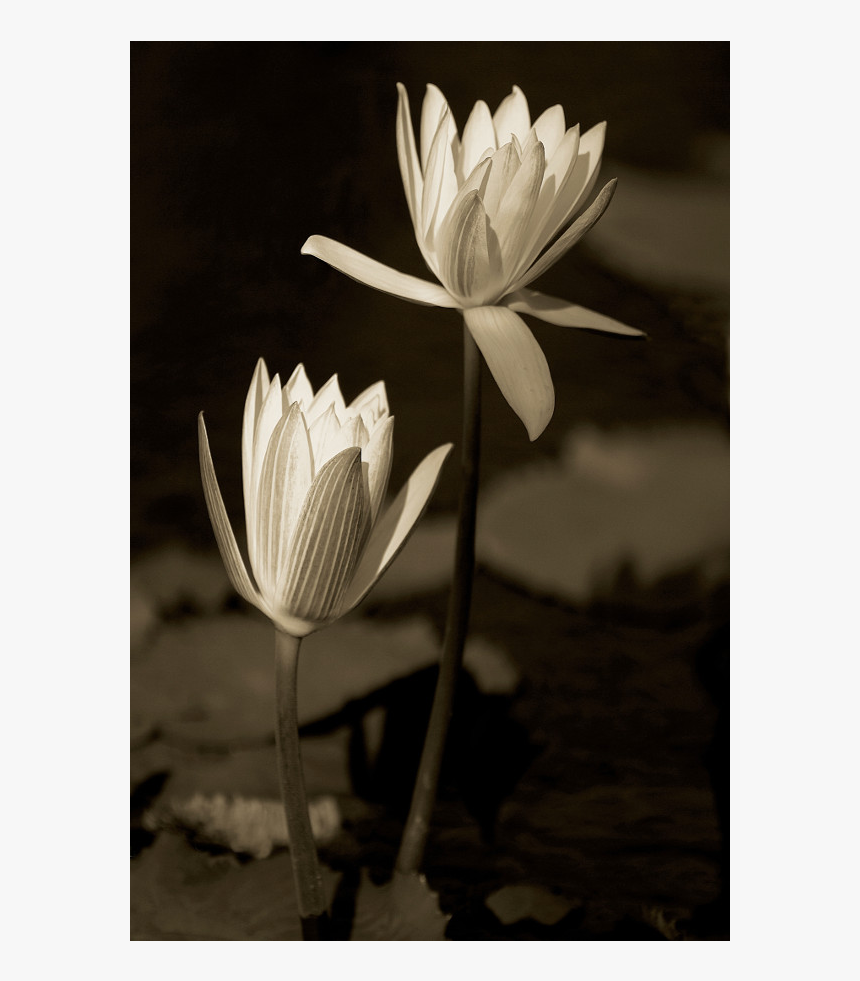 Sacred Lotus, HD Png Download