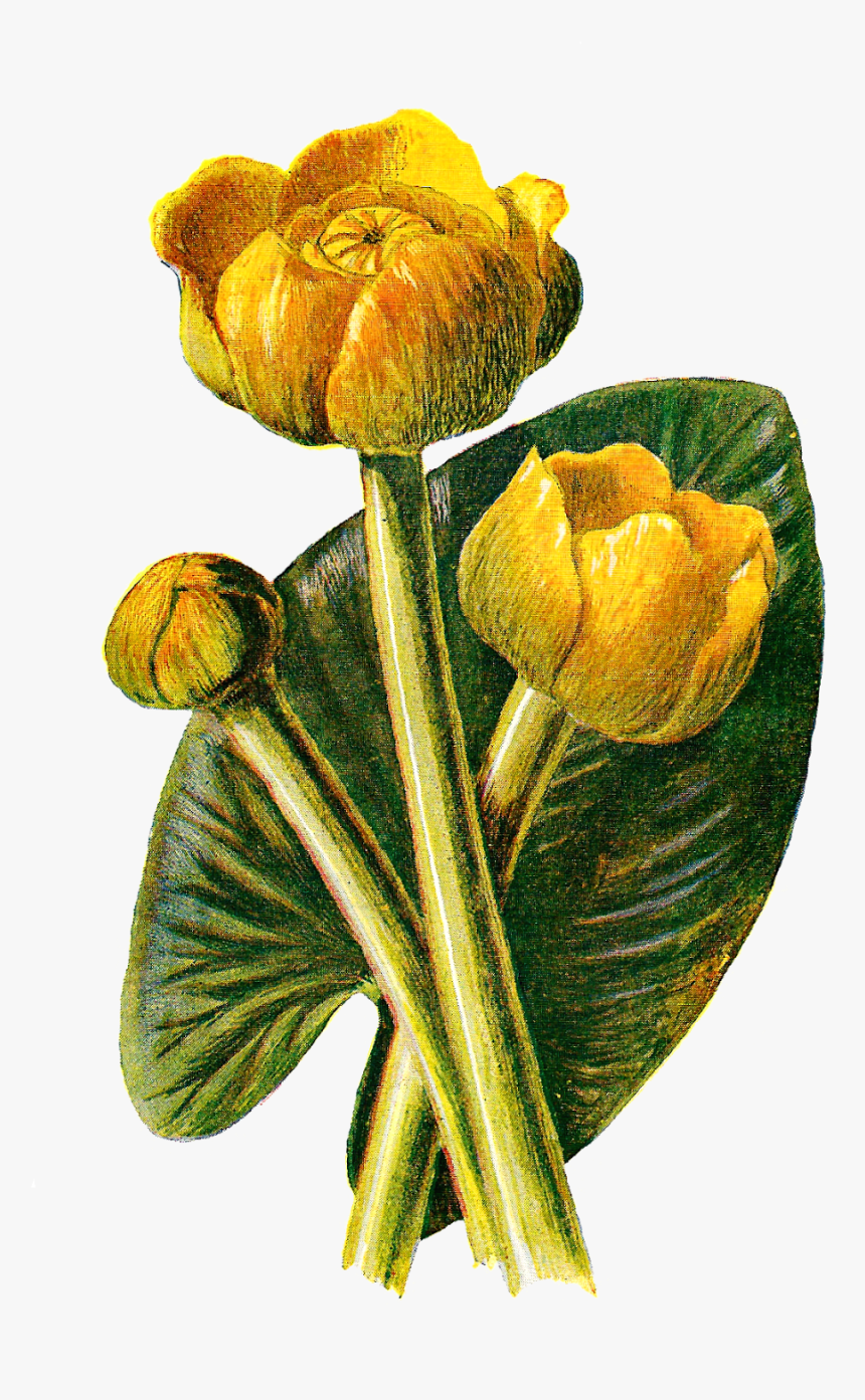 Wildflower Download Flower Illustration - Yellow Water-lily, HD Png Download