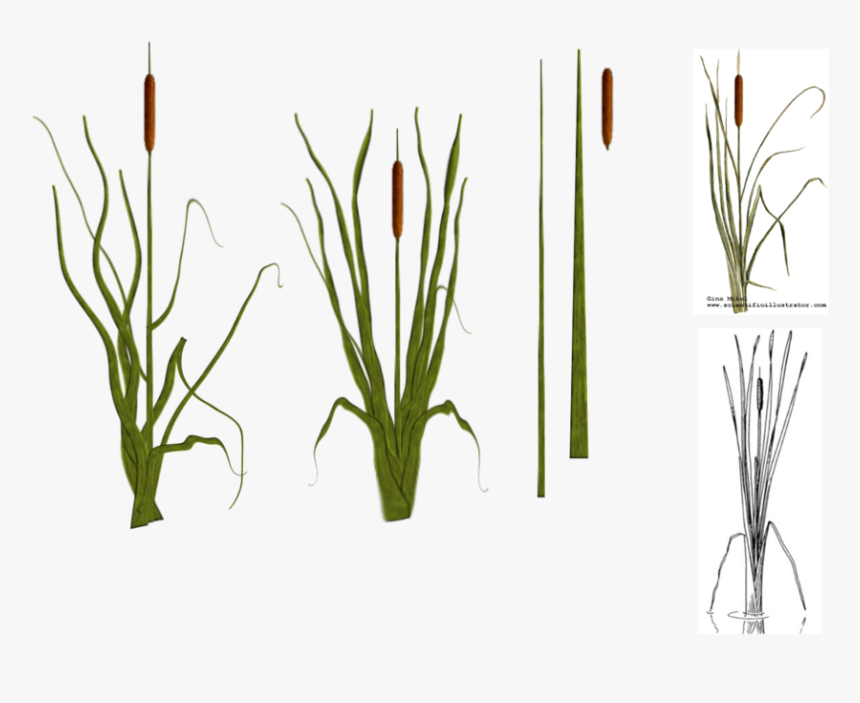 Cat Tail Plants By Tyke - Cat Tail Plant Png, Transparent Png