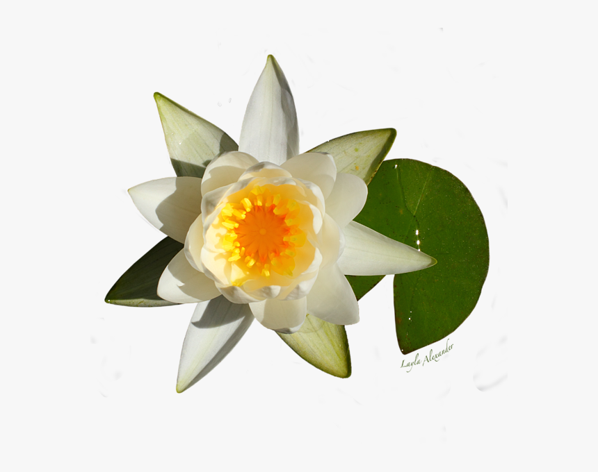 Sacred Lotus, HD Png Download