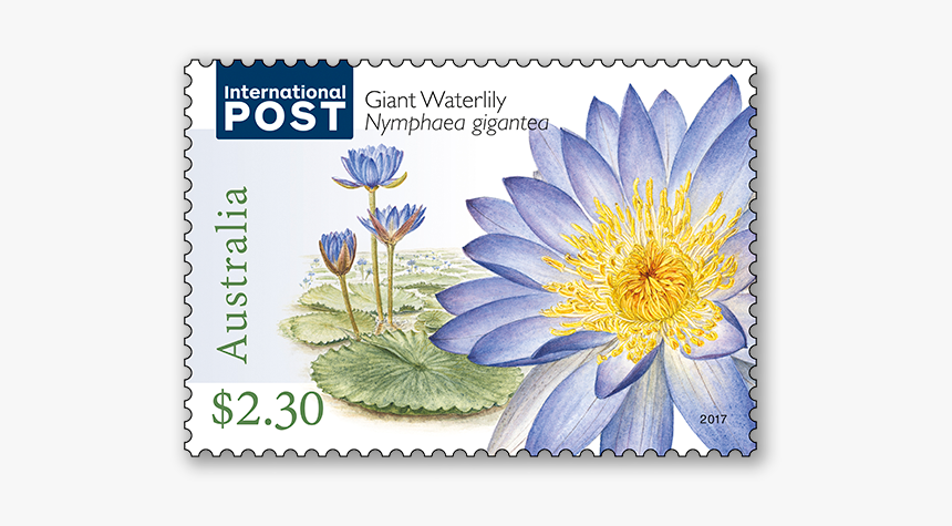Nymphaea Gigantea Giant Water Lily Australia, HD Png Download