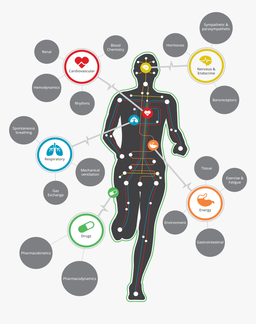 Physiology Png Transparent Png Transparent Png Image Pngitem