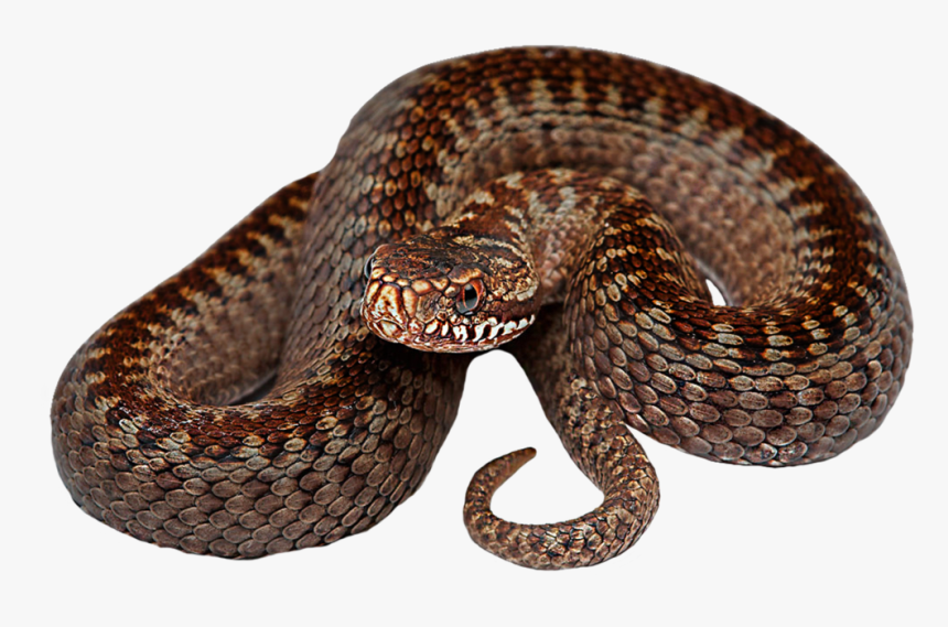 Download Snake Png Transparent Hd Photo - Serpent Png, Png Download