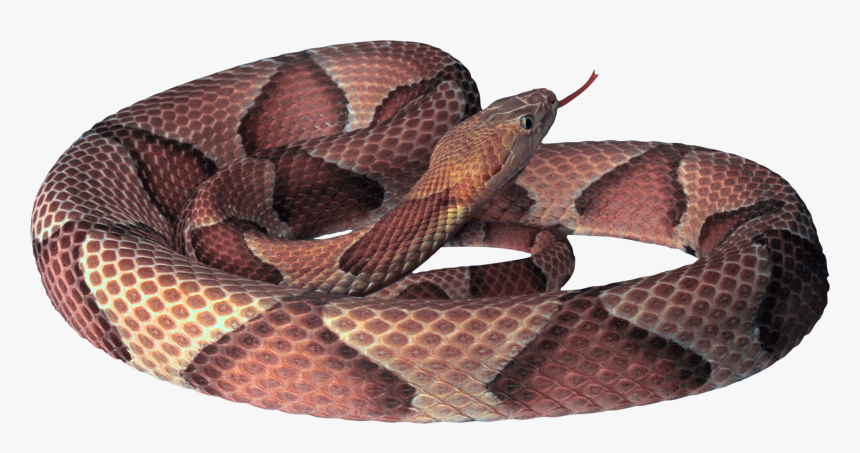Snake Images Free, HD Png Download