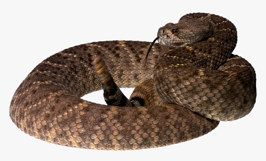 Now You Can Download Snake Png - Brown Tree Snake Png, Transparent Png