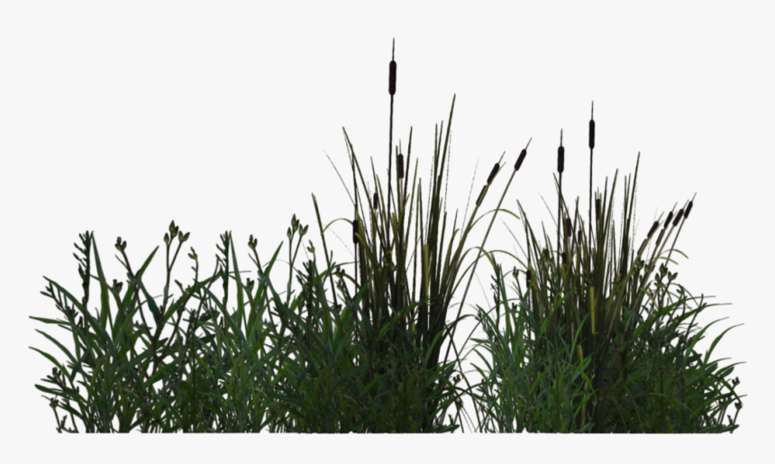Water Plants Png, Transparent Png