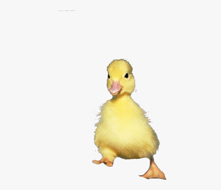 Seaduck, HD Png Download