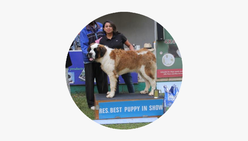 Safari Kennels - Moscow Watchdog, HD Png Download