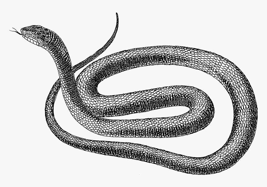 Black Snake - Snake Black And White, HD Png Download