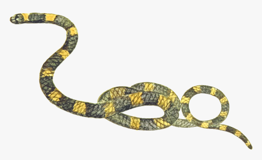Transparent Reptiles Clipart - Free Clipart Snake, HD Png Download
