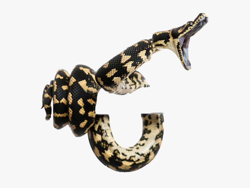 Snakes Coiled Striking Boaconstri - Morelia Spilota Cheynei, HD Png Download