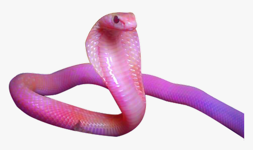 Pink Snake Tumblr Cobra Aesthetic - Pink Snake Png, Transparent Png