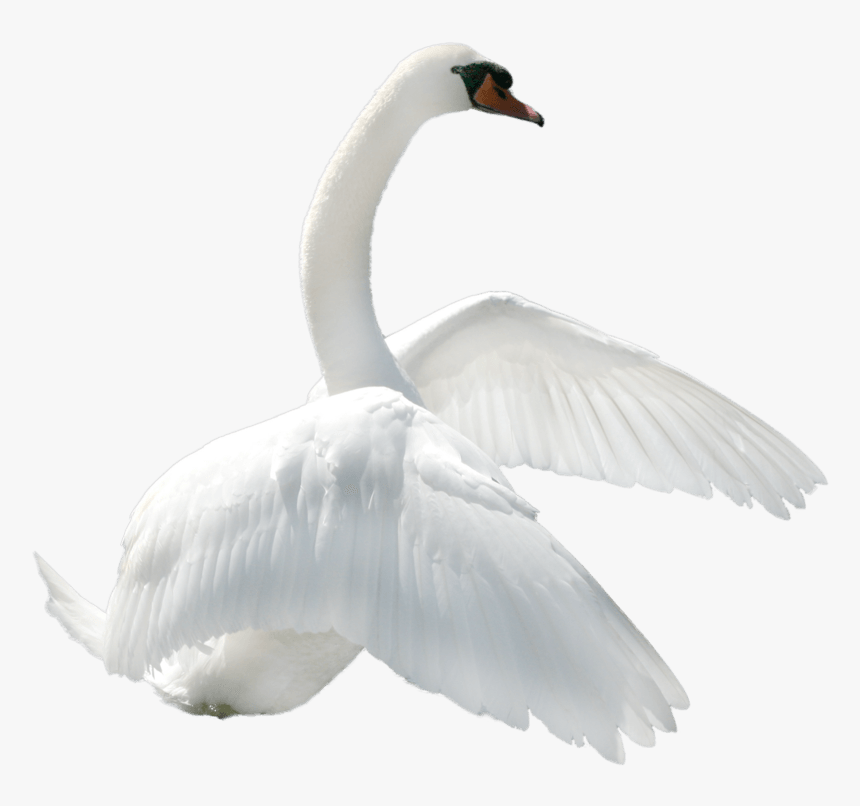 Swan To Right - White Transparent Swan Png, Png Download