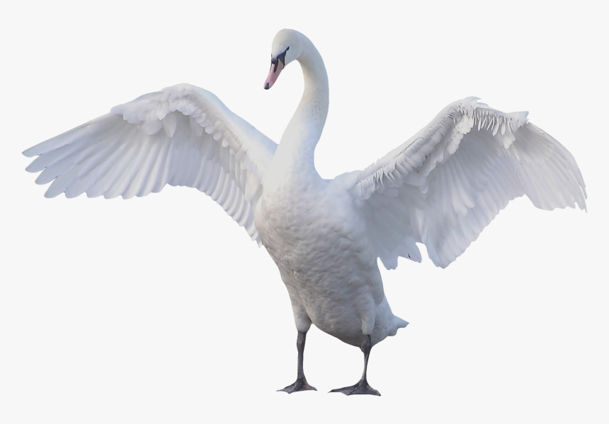 Swan Transparent Png, Png Download