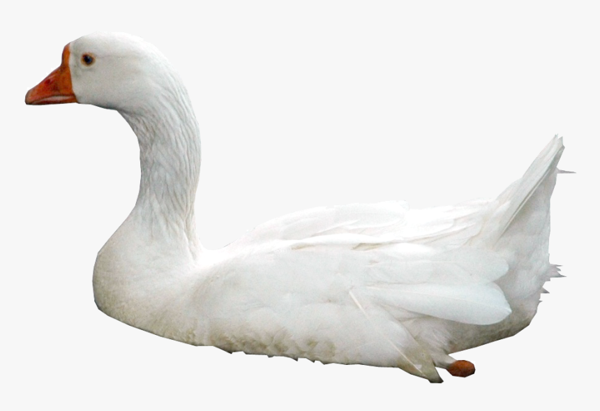 Swan Png Photos Swan With Water Png - Swan .png, Transparent Png