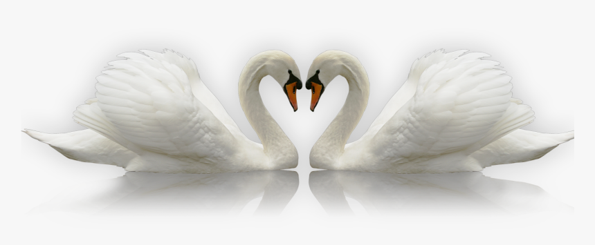 Transparent Swan Silhouette Png, Png Download