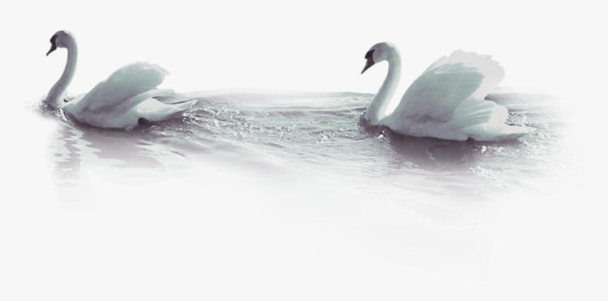 Duck Beak Wallpaper - Tundra Swan, HD Png Download
