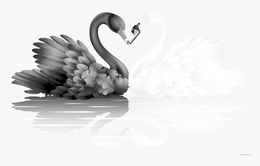 Transparent Goose Clipart Black And White - White And Black Swan, HD Png Download