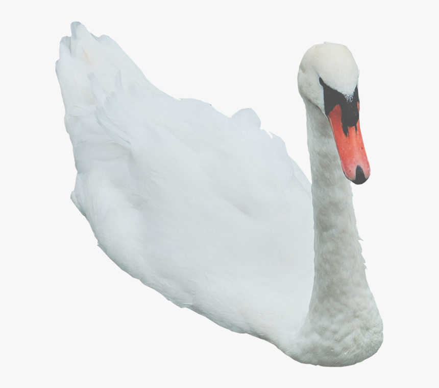 Flying Swan With Transparent Background, HD Png Download