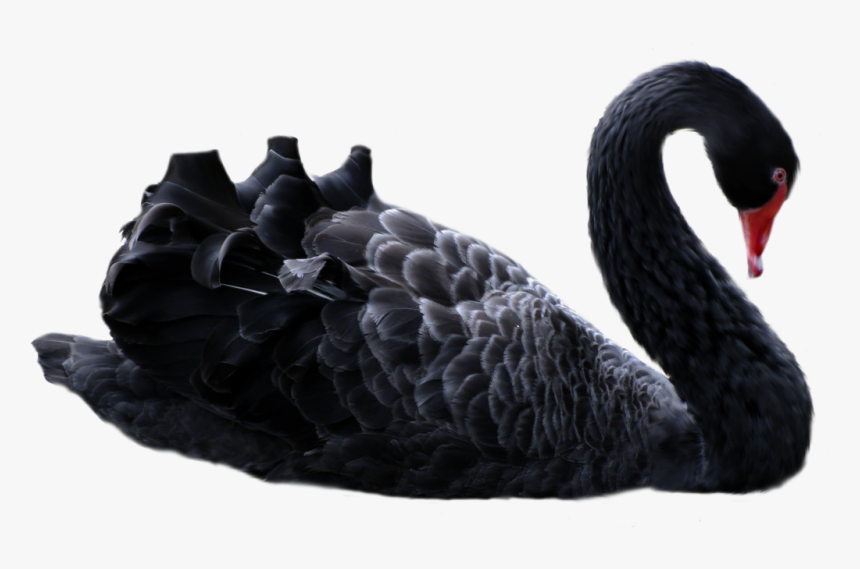 Black Swan Png, Transparent Png