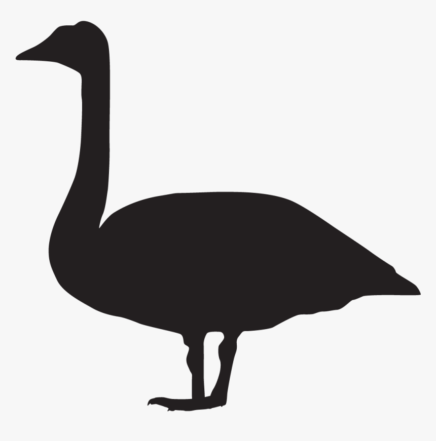 Transparent Birdhouse Clipart Black And White - Trumpeter Swan Silhouette, HD Png Download