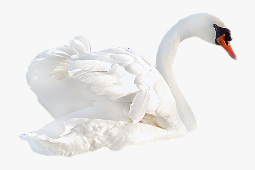 Download Swan Png Transparent Images Transparent Backgrounds - Transparent Background Swan Png, Png Download