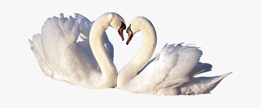 Trumpeter-swan - Love Birds Png File, Transparent Png