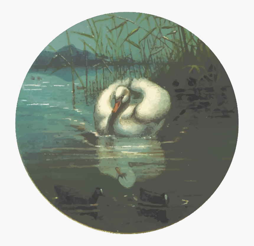 Duck,water Bird,swan - Swan, HD Png Download