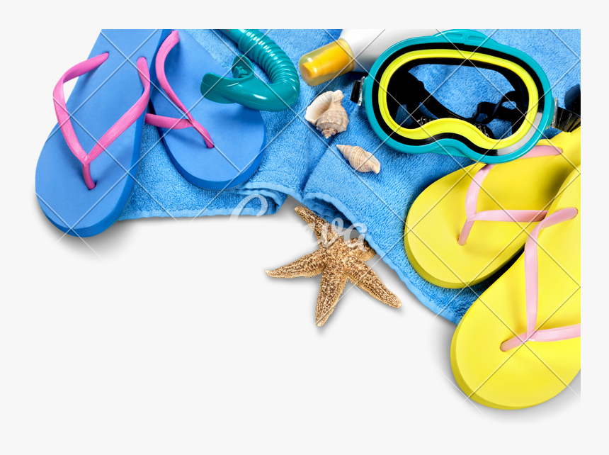 Transparent Seashells Png - Marine Invertebrates, Png Download