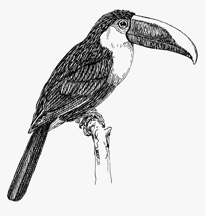 Toucan Black And White, HD Png Download