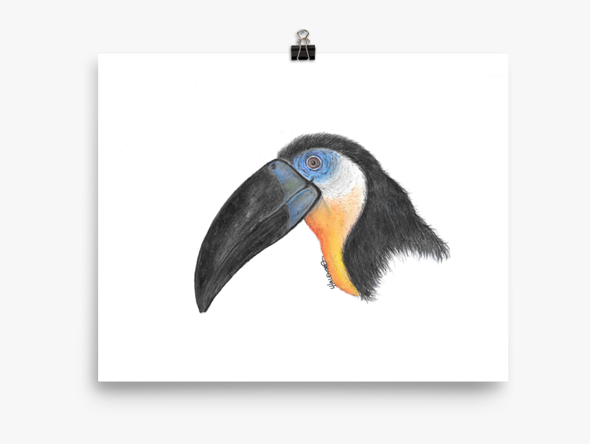 Toucan, HD Png Download