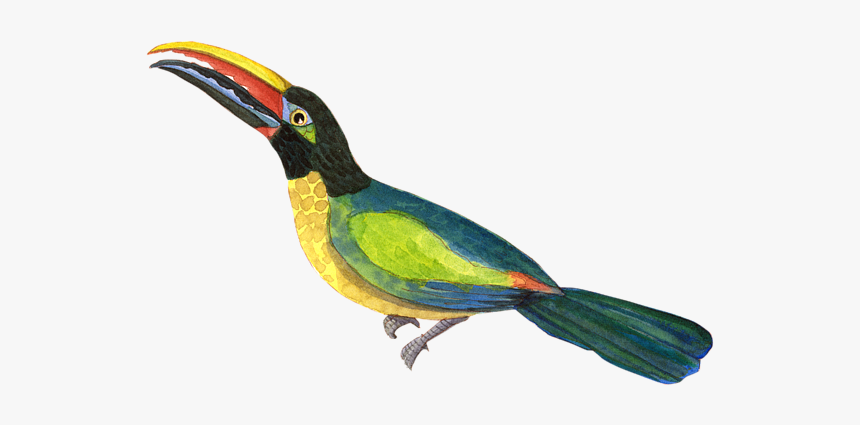 Toucan, HD Png Download