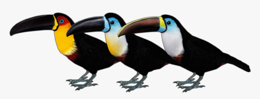 Zt2 Toucan , Png Download - Zt2 Toucan, Transparent Png