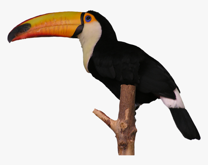 Aves Toucan - Tucan Png, Transparent Png