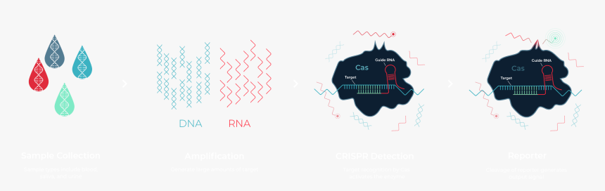 Internal Splint Pairing Expression Cassette Translation, HD Png Download