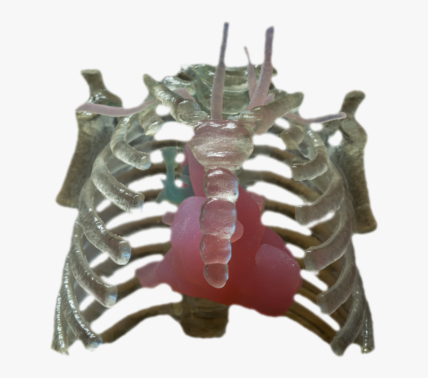 Macro Photography, HD Png Download