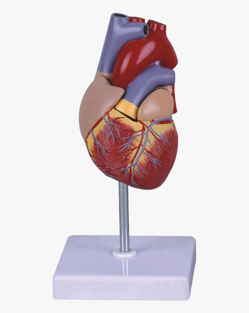 Life Size Human Heart Model For Education - Heart Model Png, Transparent Png