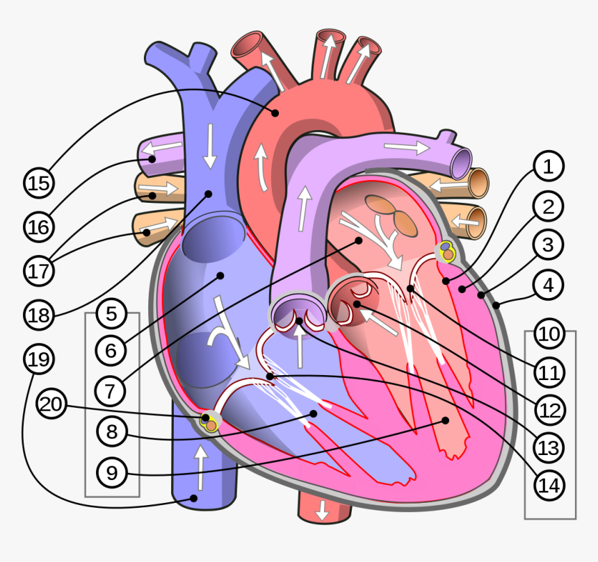 Heart Pumping Blood, HD Png Download