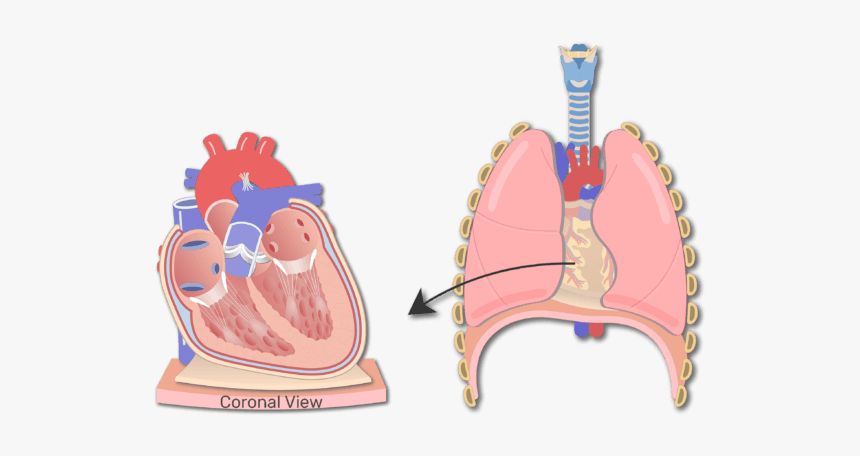 Section Of The Heart Wall Animation Slide - Wall Of Heart Hd Anatomy, HD Png Download