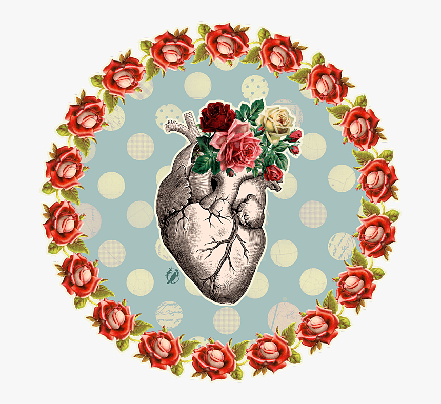 Anatomy, HD Png Download