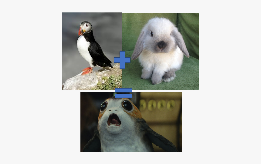 Atlantic Puffin, HD Png Download